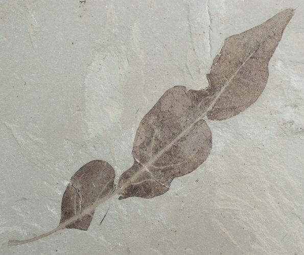 Large/Detailed Fossil Balloon Vine Leaf #2115